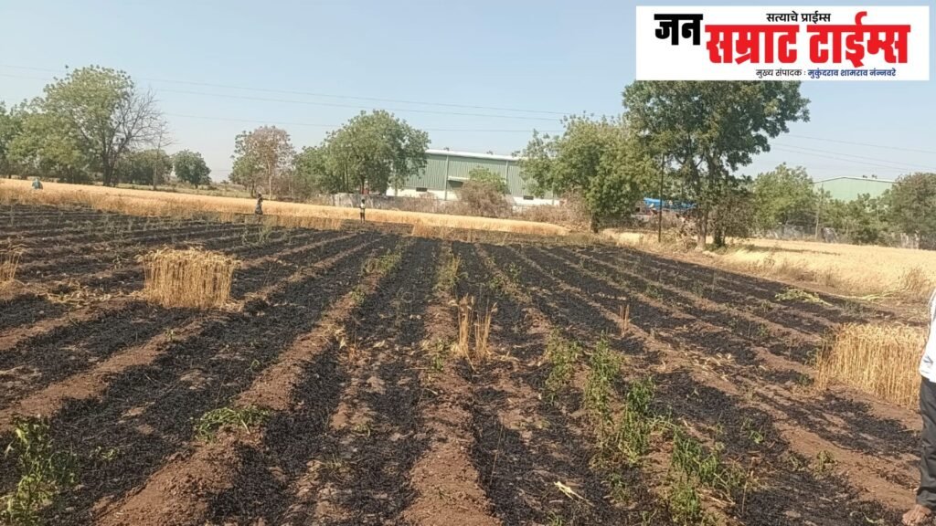 महावितरणचा भोंगळ कारभार; शॉर्टसर्किटमुळे शेतकऱ्याचा गहू जळून खाक Mahavitaran | Negligent Management | Short Circuit | Farmers | Wheat | Reduced to Ashes