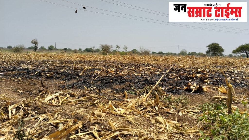 Bhavarkhede: Maize Crop Burnt to Ashes Due to Short Circuit