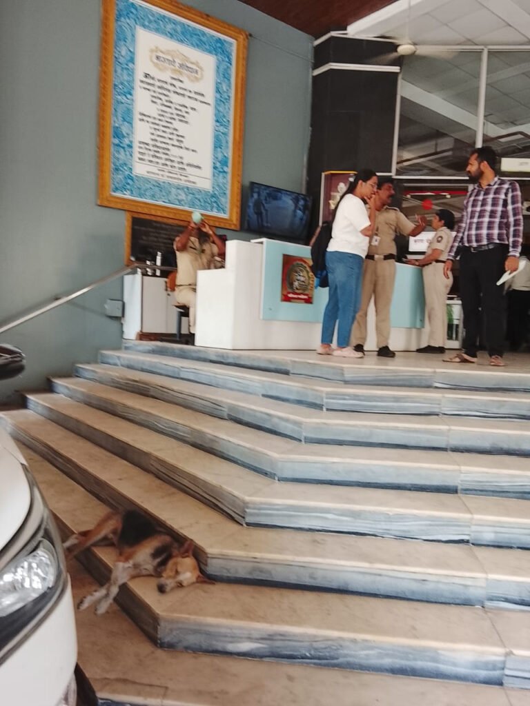 Municipal Corporation, Buildings, Stray Dogs, Proliferation, Citizens, Harassed.