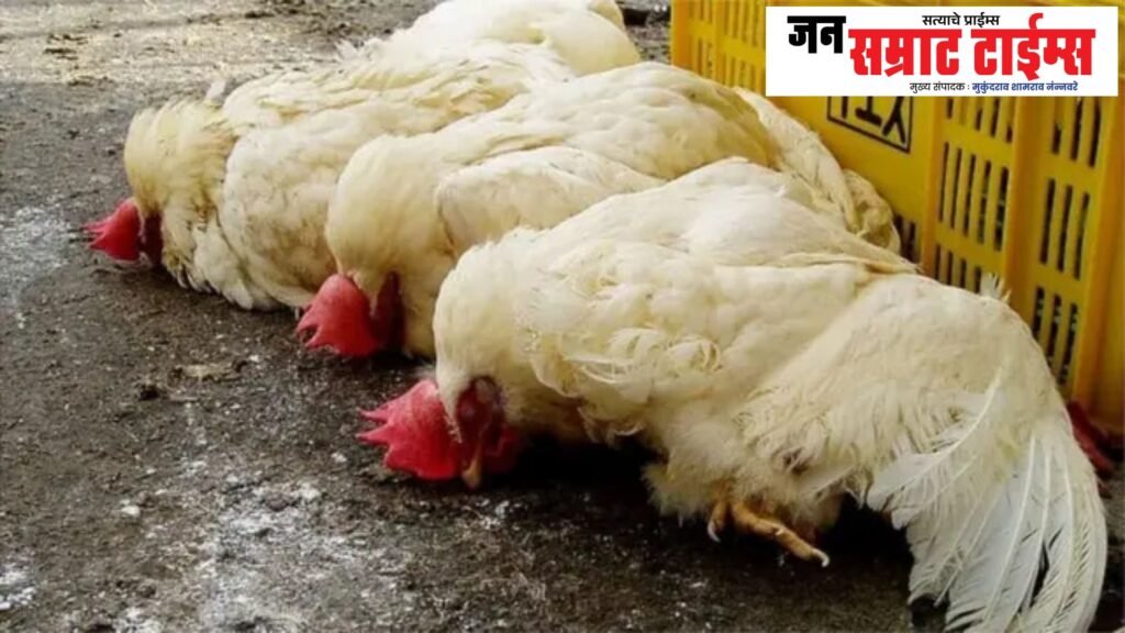 Navapur: Bird Flu — A Devastating Blow to the Poultry Industry