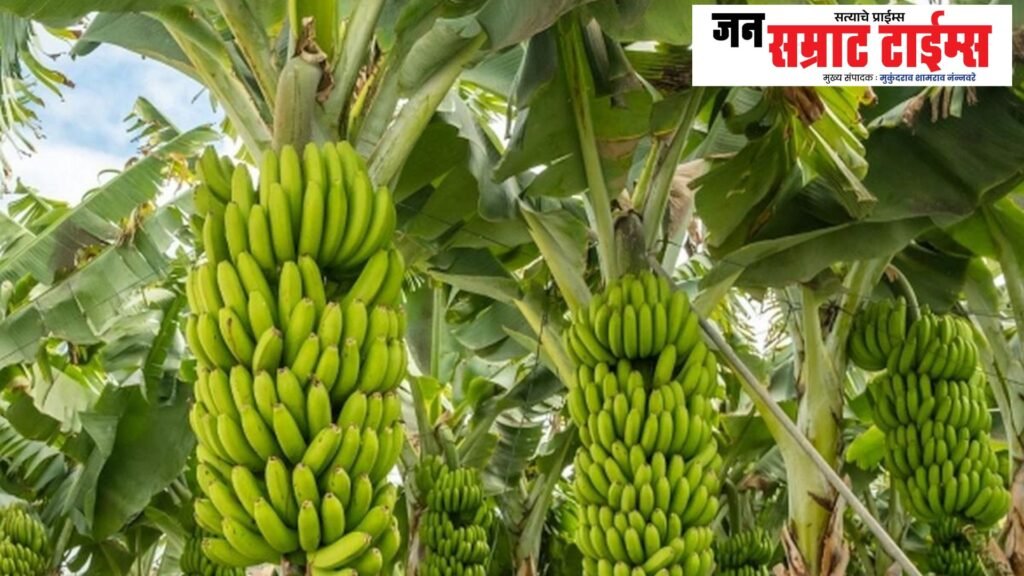 Atrawal, Bananas, Businessman, Shop, 50,000, Theft