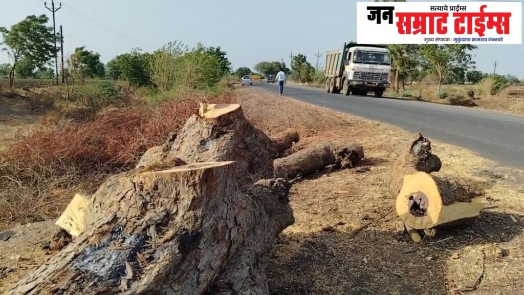 कोळदा–नंदुरबार रस्ता काँक्रीटीकरणासाठी हजारो झाडांची कत्तल?; पर्यावरणप्रेमींकडून तीव्र संताप Kolda, Nandurbar, road, concreting, thousand, trees, slaughter,