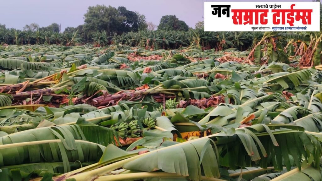 वाडे परिसरात पुन्हा अवकाळीचा तडाखा; केळीसह पिकांचे मोठे नुकसान Wadas (traditional large houses), surrounding area, unseasonal weather, severe impact, bananas, crop, damage.