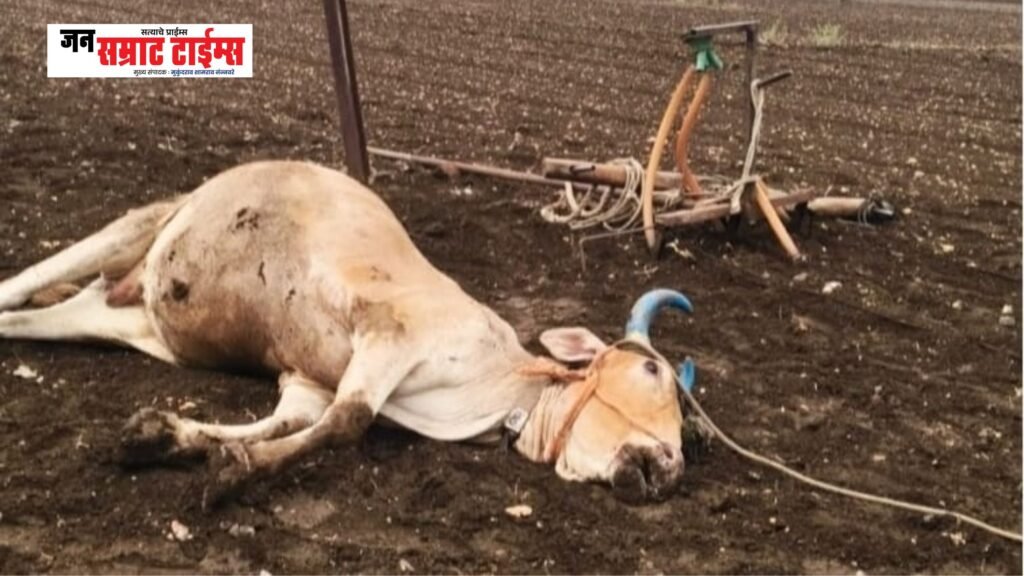 गोजोरा येथे विजेच्या धक्क्याने बैलाचा जागीच मृत्यू;