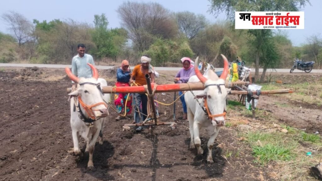 मामुराबादमध्ये सोयाबीन पेरणीला वेग; पारंपरिक शेतीपद्धतीला शेतकऱ्यांची पसंती मामुराबादमध्ये सोयाबीन पेरणीची लगबग