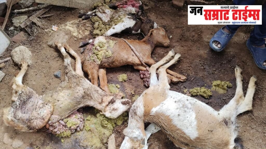 नशिराबादमध्ये वन्यप्राण्याचा धुमाकूळ; लांडग्याच्या हल्ल्यात चार जनावरे ठार नशिराबादमध्ये लांडग्याचा धुमाकूळ; हल्ल्यात तीन बकऱ्या व एक बोकड ठार