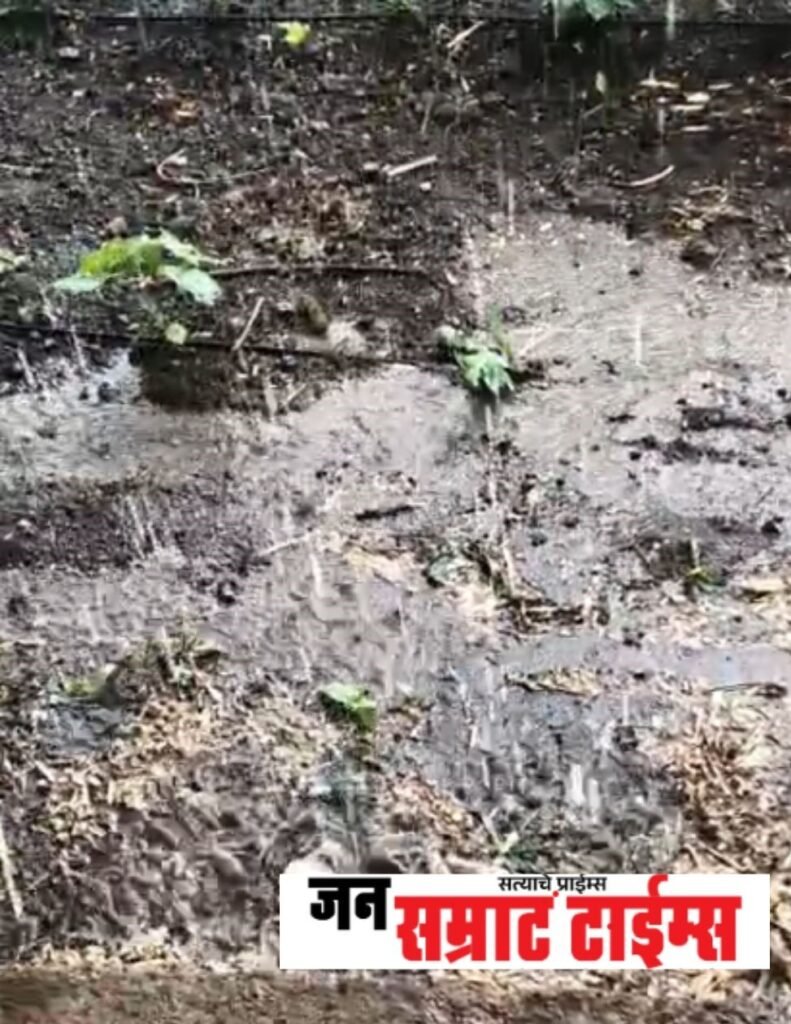 १५ ते २० दिवसांच्या खंडानंतर बरसला पाऊस