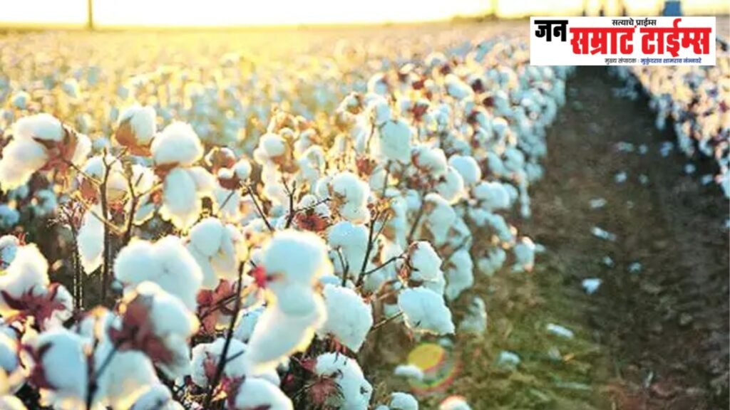 ३.१६ लाख हेक्टरवर पेरणी पूर्ण