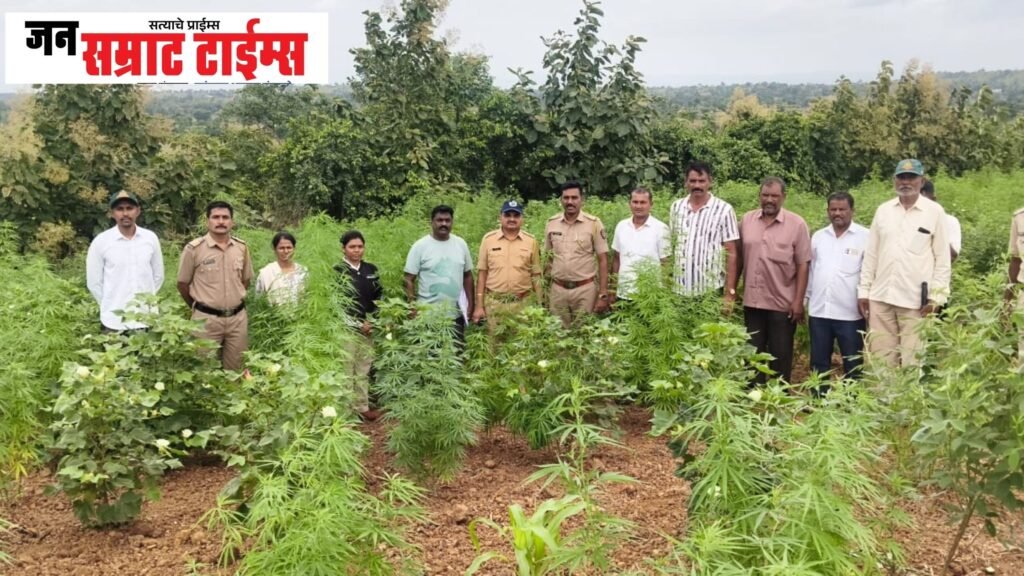 वनविभागाच्या जमिनीवर गांजाची शेती उद्ध्वस्त; ८२.५० लाखांचा ३३० किलो गांजा जप्त गांजाची शेती