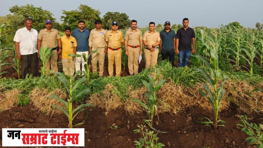 वनविभागाच्या जमिनीवर मक्याच्या आड गांजाची शेती; थाळनेर पोलिसांचा छापा मक्याच्या आड गांजाची शेती