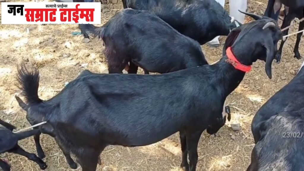 सात बकऱ्या अन् चार बोकडांची चोरी; १.३० लाखांचा मुद्देमाल जप्त १.३० लाखांचा मुद्देमाल जप्त