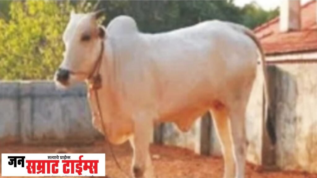 निंभोरा परिसरातून ६६ हजारांची गाय चोरीला ६६ हजारांची गाय चोरीला