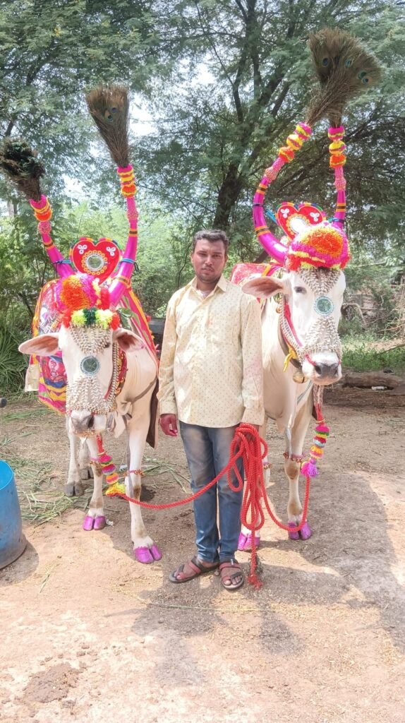 ममुराबाद येथे बैलपोळा उत्साहात; सुशील चौधरींच्या बैलांची आकर्षक सजावट ठरली लक्षवेधी