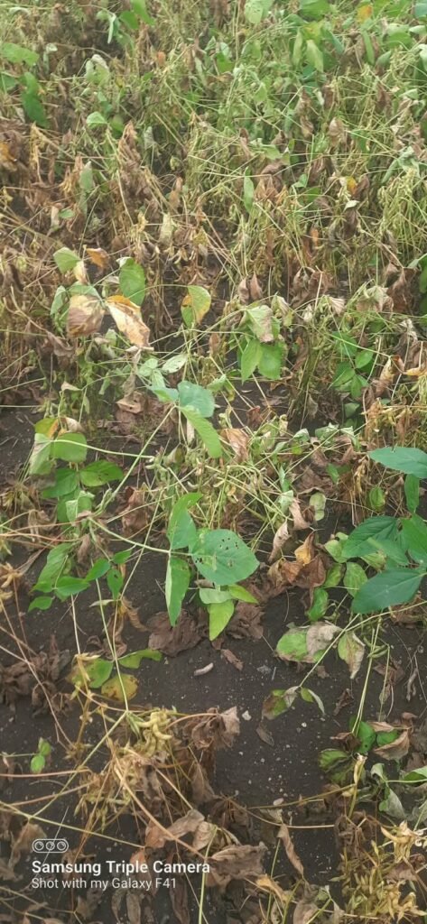 दुष्काळाच्या झळा; गंगाखेड रोडवरील सोयाबीन पीक वाळले