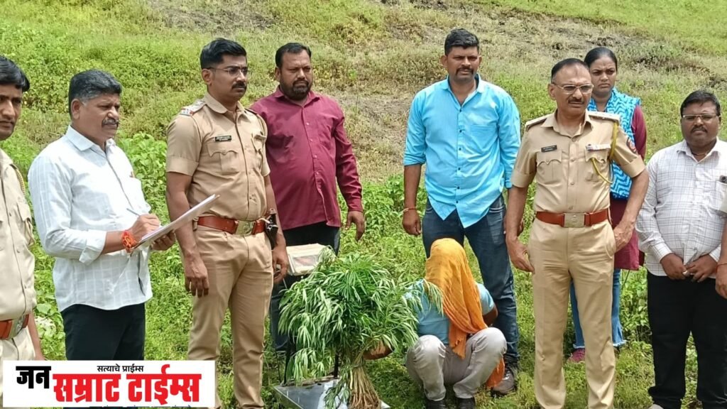 सातपुड्याच्या जंगलात अडावद पोलिसांची धडक कारवाई; गांजाची १७५ झाडे जप्त गांजाची १७५ झाडे जप्त