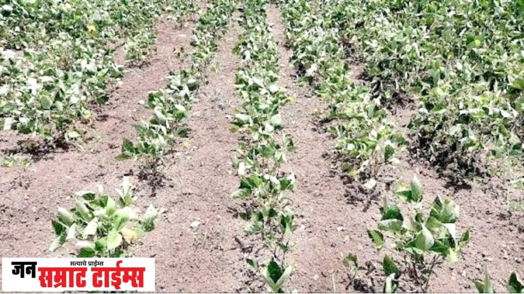पावसाची दांडी; भुसावळ तालुक्यातील शेतकऱ्यांची चिंता वाढली पावसाची दांडी