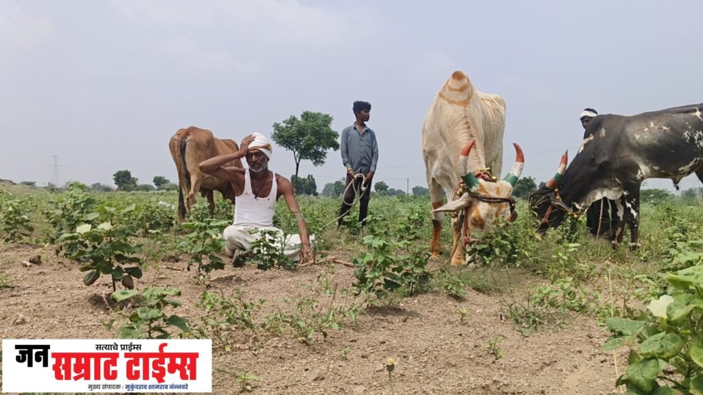 पिकांची अवस्था बिकट