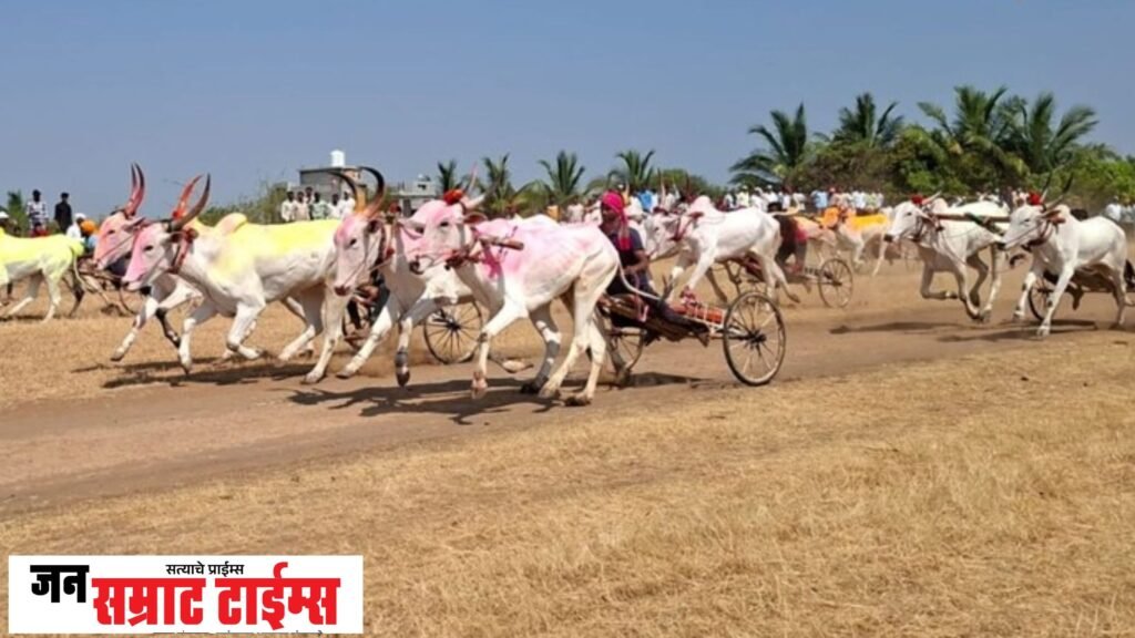बैलांच्या शर्यतीचा थरार